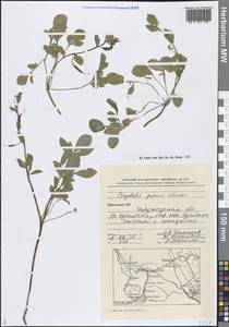 Corydalis popovii Nevski, Средняя Азия и Казахстан, Памир и Памиро-Алай (M2) (Туркмения)