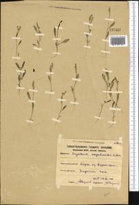 Желтушник гулявниковидный C.A. Mey., Средняя Азия и Казахстан, Северный и Центральный Казахстан (M10) (Казахстан)