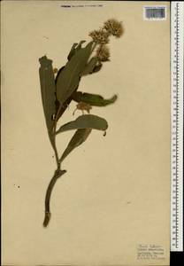 Девясил высокий L., Зарубежная Азия (ASIA) (Турция)