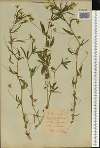 Фиалка трехцветная, Анютины глазки L., Восточная Европа, Белоруссия (E3a) (Белоруссия)