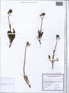 Caprifoliaceae, Средняя Азия и Казахстан, Памир и Памиро-Алай (M2) (Узбекистан)