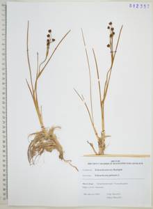 Шейхцерия болотная L., Сибирь, Дальний Восток (S6) (Россия)