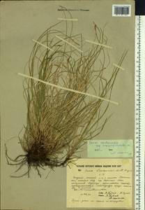 Осока Ван-Хьюрка Müll.Arg., Сибирь, Якутия (S5) (Россия)