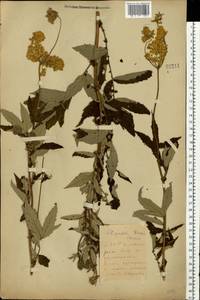 Таволга вязолистная (L.) Maxim., Восточная Европа, Белоруссия (E3a) (Белоруссия)