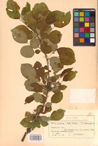 Яблоня лесная Mill., Восточная Европа, Центральный лесостепной район (E6) (Россия)