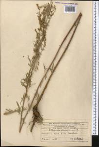 Полынь горькая L., Средняя Азия и Казахстан, Западный Тянь-Шань и Каратау (M3) (Казахстан)