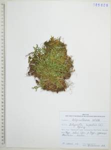 Плаунок наскальный (L.) Spring, Сибирь, Дальний Восток (S6) (Россия)