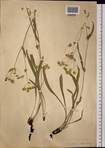 Володушка многожилковая DC., Сибирь, Прибайкалье и Забайкалье (S4) (Россия)