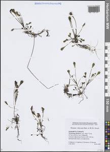 Drosera × obovata Mert. & W.D.J.Koch, Восточная Европа, Центральный район (E4) (Россия)