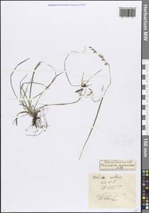 Перловник поникший L., Кавказ, Северная Осетия, Ингушетия и Чечня (K1c) (Россия)