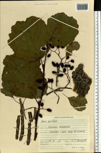 Ольха клейкая, Ольха черная (L.) Gaertn., Восточная Европа, Средневолжский район (E8) (Россия)