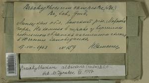 Brachythecium albicans (Hedw.) Schimp., Гербарий мохообразных, Мхи - Центральное Черноземье (B10) (Россия)