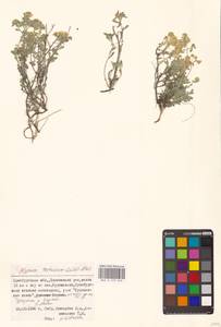 Odontarrhena tortuosa subsp. tortuosa, Восточная Европа, Восточный район (E10) (Россия)