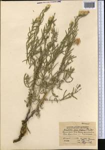 Большеголовник ползучий (L.) Hidalgo, Средняя Азия и Казахстан, Северный и Центральный Тянь-Шань (M4) (Казахстан)