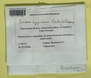 Sciuro-hypnum latifolium (Kindb.) Ignatov & Huttunen, Гербарий мохообразных, Мхи - Чукотка и Камчатка (B21) (Россия)