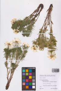 Горицвет весенний, Адонис весенний L., Восточная Европа, Центральный лесостепной район (E6) (Россия)