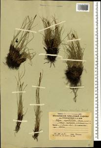 Carex capillifolia (Decne.) S.R.Zhang, Кавказ, Южная Осетия (K4b) (Южная Осетия)