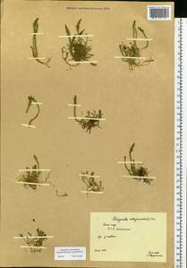 Selaginoides spinulosa (A. Braun ex Döll) Li Bing Zhang & X. M. Zhou, Восточная Европа, Северный район (E1) (Россия)