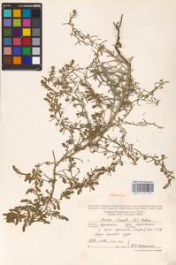 Spirobassia hirsuta (L.) Freitag & G. Kadereit, Восточная Европа, Южно-Украинский район (E12) (Украина)
