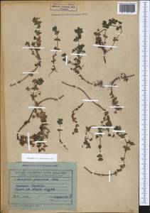 Lysimachia arvensis (L.) U.Manns & Anderb., Кавказ, Грузия (K4) (Грузия)