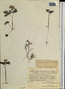 Corydalis turtschaninovii subsp. turtschaninovii, Сибирь, Дальний Восток (S6) (Россия)