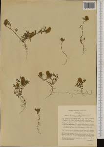 Trifolium infamia-ponertii Greuter, Западная Европа (EUR) (Италия)