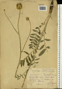 Rhaponticoides ruthenica (Lam.) M. V. Agab. & Greuter, Восточная Европа, Средневолжский район (E8) (Россия)
