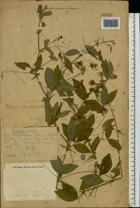 Чина круглолистная Willd., Восточная Европа, Восточный район (E10) (Россия)