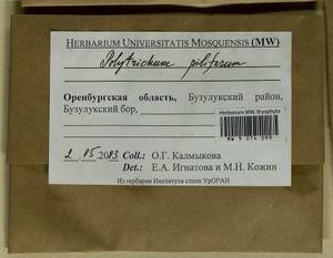 Polytrichum piliferum Hedw., Гербарий мохообразных, Мхи - Башкортостан, Челябинская и Оренбургская области (B14) (Россия)
