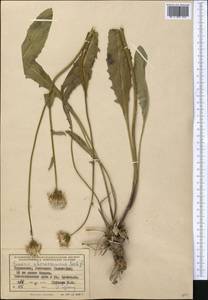 Senecio paulsenii subsp. khorasanicus (Rech. fil. & Aellen) B. Nord., Средняя Азия и Казахстан, Копетдаг, Бадхыз, Малый и Большой Балхан (M1) (Туркмения)