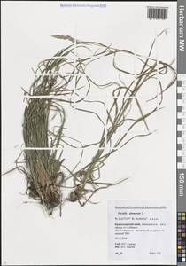 Ежа сборная L., Кавказ, Краснодарский край и Адыгея (K1a) (Россия)