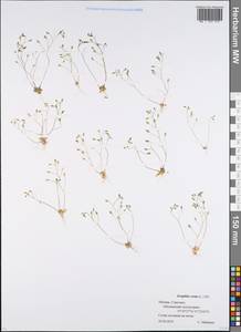 Крупка весенняя L., Восточная Европа, Московская область и Москва (E4a) (Россия)