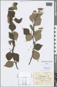 Betula pendula subsp. mandshurica (Regel) Ashburner & McAll., Сибирь, Прибайкалье и Забайкалье (S4) (Россия)