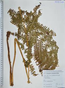 Щитовник сихотинский Kom., Сибирь, Дальний Восток (S6) (Россия)