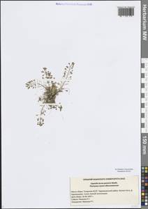 Пастушья сумка обыкновенная (L.) Medik., Восточная Европа, Средневолжский район (E8) (Россия)