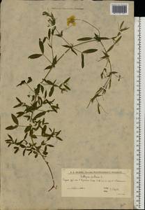 Чина луговая L., Восточная Европа, Нижневолжский район (E9) (Россия)