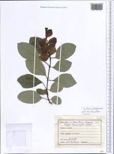 Гмелина филиппинская Cham., Зарубежная Азия (ASIA) (Индия)