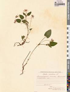 Фиалка высокая Fr., Восточная Европа, Северо-Западный район (E2) (Россия)