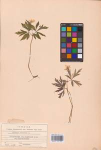 Ветренца дубравная L., Восточная Европа, Центральный лесной район (E5) (Россия)