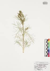 Триния многостебельная (Poir.) Schischk., Восточная Европа, Центральный район (E4) (Россия)