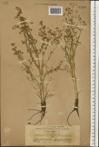 Триния щетинисто-волосистая, Триния щетинистоволосая Hoffm., Восточная Европа, Южно-Украинский район (E12) (Украина)