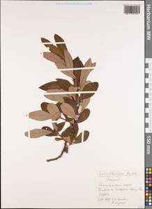 Salix atrocinerea Brot., Западная Европа (EUR) (Испания)