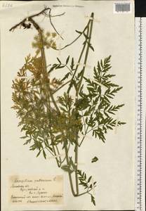 Silphiodaucus prutenicus (L.) Spalik, Wojew., Banasiak, Piwczyñski & Reduron, Восточная Европа, Московская область и Москва (E4a) (Россия)