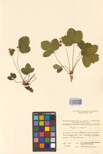 Земляника лесная L., Восточная Европа, Молдавия (E13a) (Молдавия)