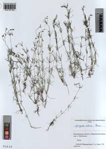 KUZ 003 952, Spergula arvensis subsp. sativa (Boenn.) Celak., Сибирь, Алтай и Саяны (S2) (Россия)
