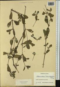 Alternanthera halimifolia (Lam.) Standl. ex Pittier, Западная Европа (EUR) (Франция)
