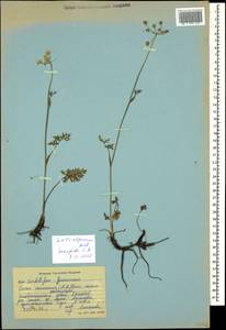 Lomatocarum alpinum (M. Bieb.) Fisch. & C. A. Mey., Кавказ, Ставропольский край, Карачаево-Черкесия, Кабардино-Балкария (K1b) (Россия)
