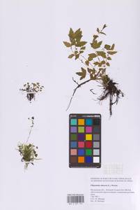 Таволга вязолистная (L.) Maxim., Восточная Европа, Московская область и Москва (E4a) (Россия)