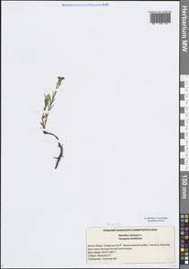 Гвоздика китайская L., Восточная Европа, Средневолжский район (E8) (Россия)