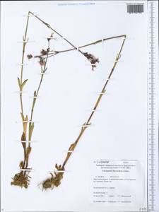 Горицвет кукушкин, кукушкин цвет, Сибирь, Прибайкалье и Забайкалье (S4) (Россия)